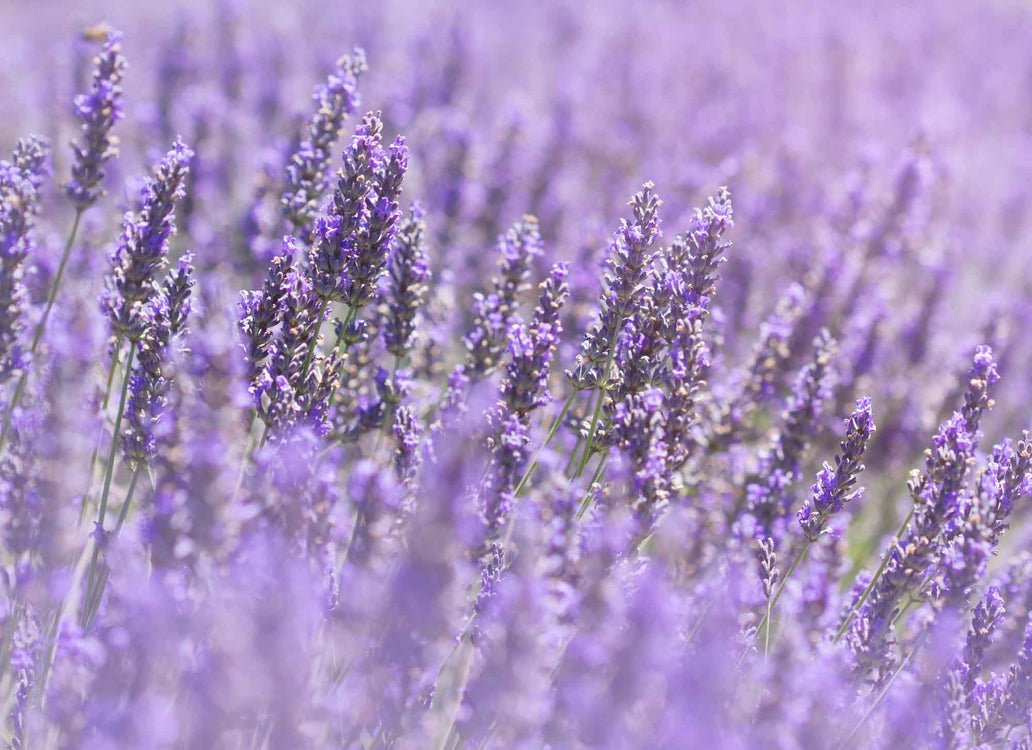 Why is lavender beneficial for sleep?